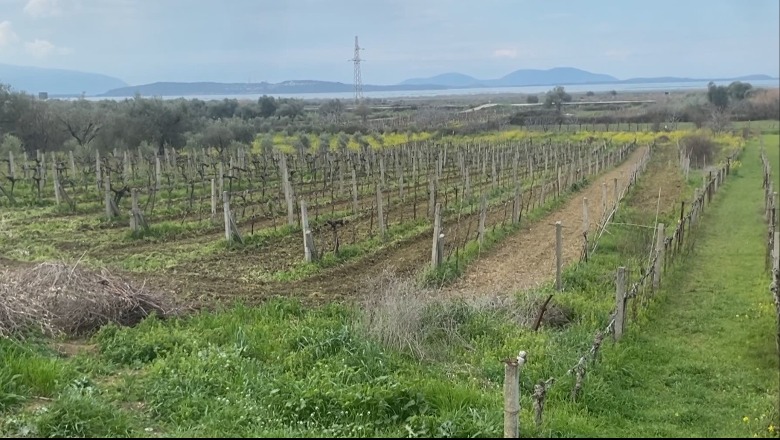 Vlorë, fermerët e Panajasë heqin dorë nga vreshtat: Çmimi i rakisë e verës është i ulët, mungon tregu! Dhjetëra kuintal stok 
