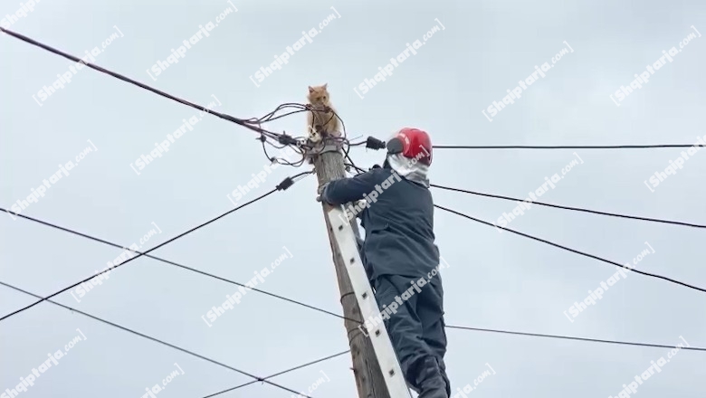 VIDEOLAJM/ Macja ngeli në majë të shtyllës elektrike, ja momenti i shpëtimit