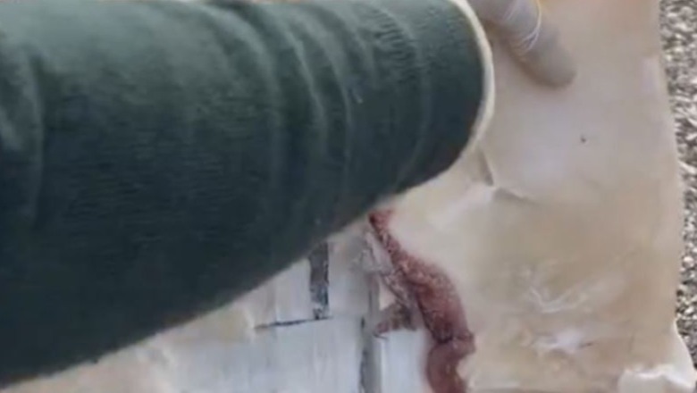 Portugali/ Policia sekuestron 1.3 ton kokainë të fshehur brenda peshqve të ngrirë (VIDEO)