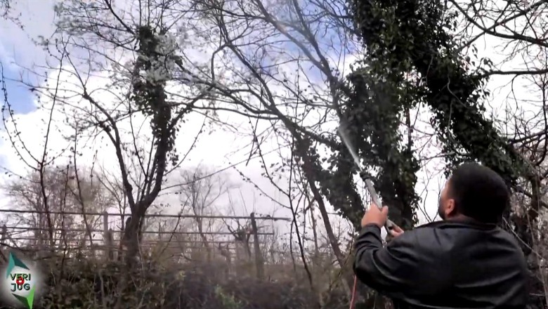 ‘Veri Jug’ udhëtim në Librazhd, bletërritësi tregon 'sekretet': Si të kujdesemi për bletët gjatë spërkatjes së pemëve