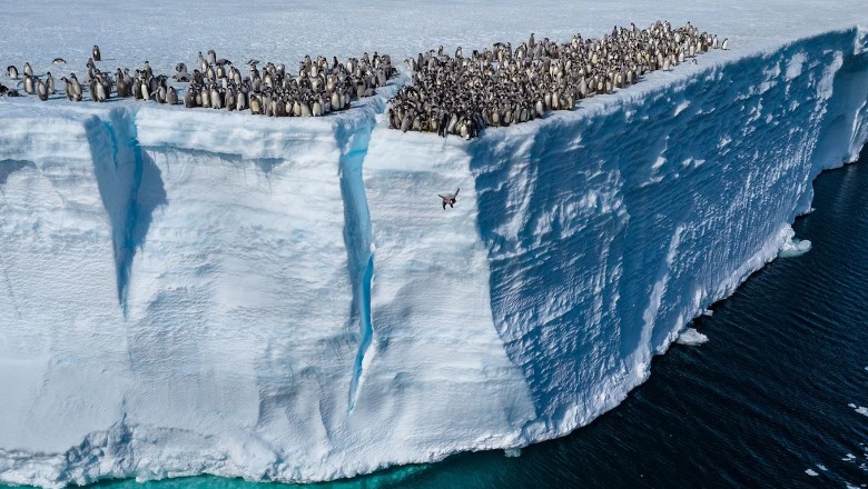 Pamje mahnitëse nga Antarktida, pinguinët sfidojnë lartësinë teksa zhyten në ujë për ushqim