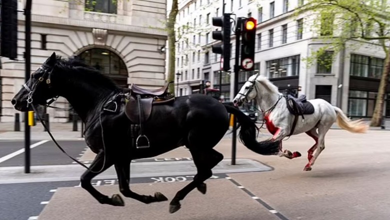 Kaos në rrugët e Londrës nga kuajt e regjimentit mbretëror! U ikën kalorësve nga duart, 5 kuajt plagosin 4 persona