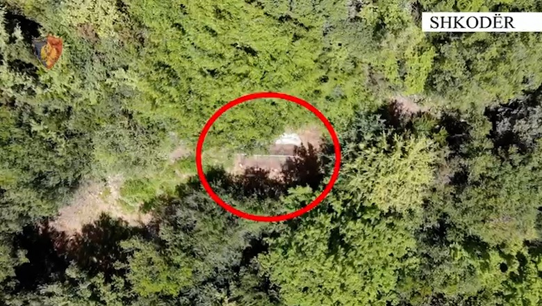 Shkodër/ Asgjësohen 236 fidanë kanabisi në pyllin e Shporit, arrestohet 29-vjeçari