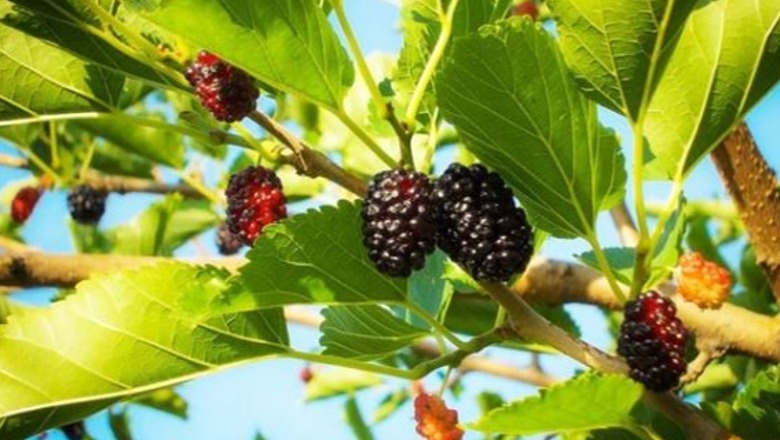 Fruti i Majit, efektet ‘magjike’ që kanë manat në organizëm