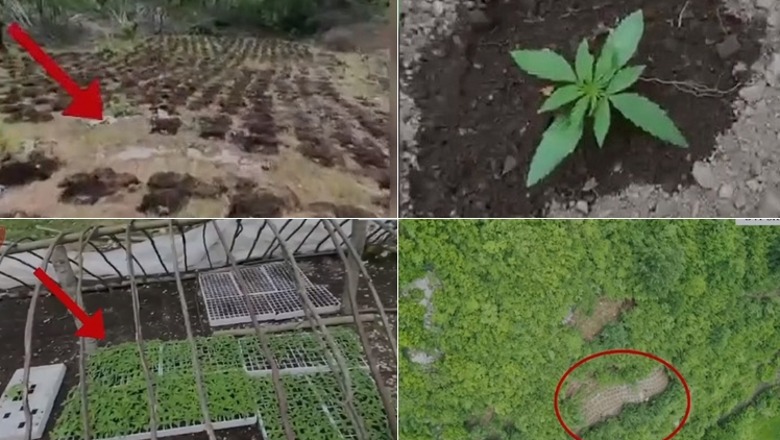 Operacion antikanabis në Shkodër, asgjësohen 10 536 bimë narkotike! Droni ‘kap’ parcelat me drogë, disa të identifikuar dhe në hetim (VIDEO)