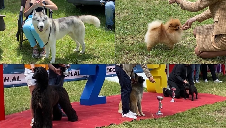 VIDEO/ Katërputroshët në një garë të pazakontë në Pogradec! Njihuni me rracat më të mira të qenve 