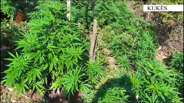 Kukës, asgjësohen 143 bimë cannabis sativa, në kërkim 4 familjarët
