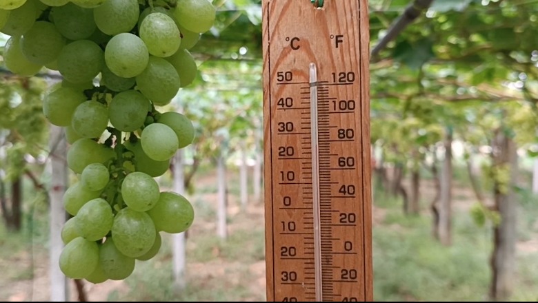 Rrushi ‘Viktoria’ i Lushnjës shkon për eksport! Fermerët të kënaqur me prodhimin në sera: Shitet me 250 lek për kg! Problem vetëm vaditja