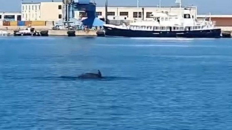 VIDEOLAJM/ Delfinët vizitojnë Portin e Durrësit