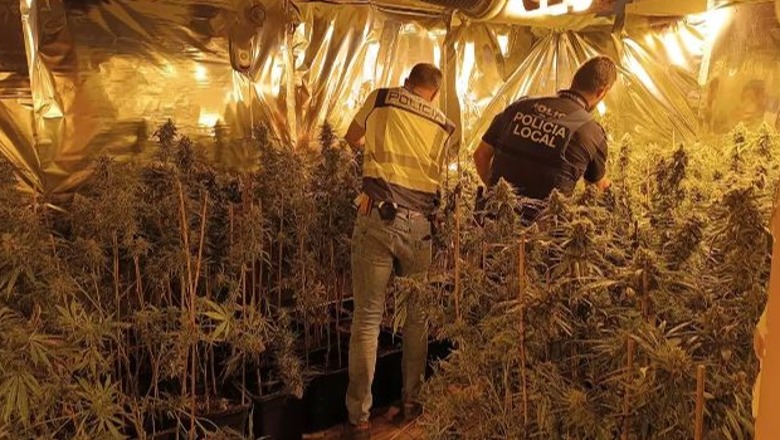 Spanjë/ Arrestohen 8 shqiptarë, policia u gjen nëpër shtëpi mbi 2 mijë rrënjë marijuanë dhe 40 kilogramë boçe