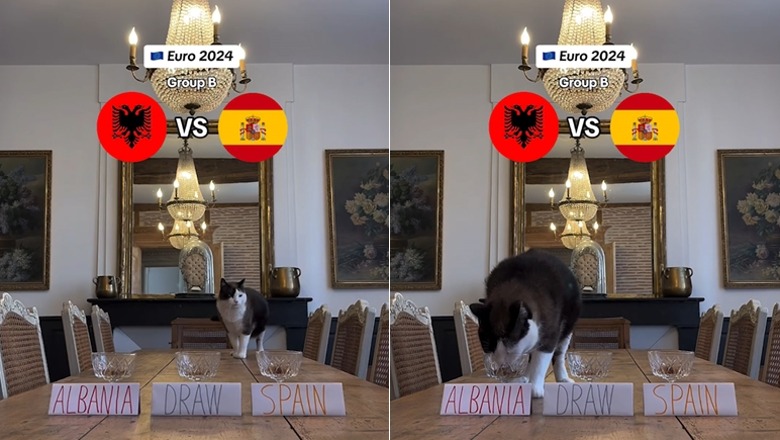 Euro 2024/ Nesër Shqipëri-Spanjë, ja çfarë parashikon macja e famshme në Instagram (VIDEO)