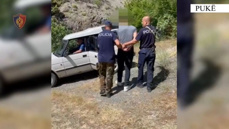 Pukë/ Kishte kultivuar kanabis në fshatin Gojan i Vogël, arrestohet 29 vjeçari