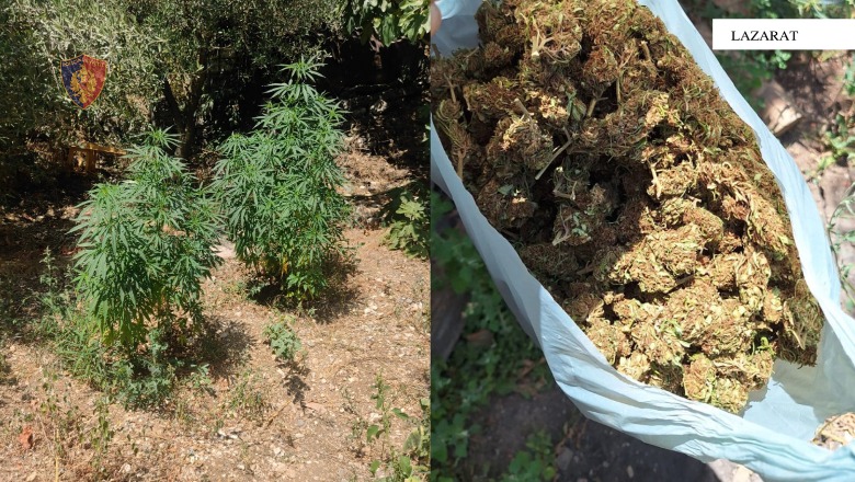 Gjirokastër/ Kultivonte cannabis sativa në oborrin e banesës, 1 në pranga