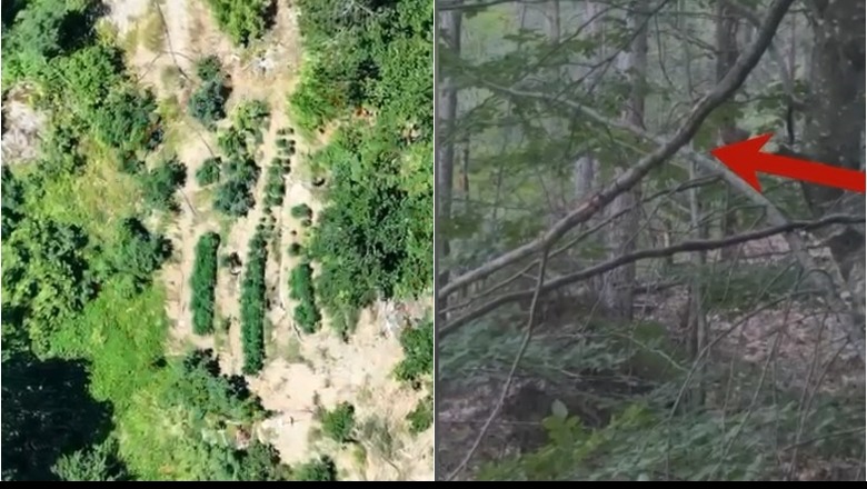 Mirditë/ Asgjësohen 374 bimë kanabis, vihet në pranga 27 vjeçari! Procedohet kryeplaku i fshatit (VIDEO)