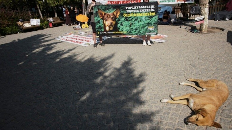 Propozimi i Turqisë për të vrarë qentë endacakë ngjall zemërim