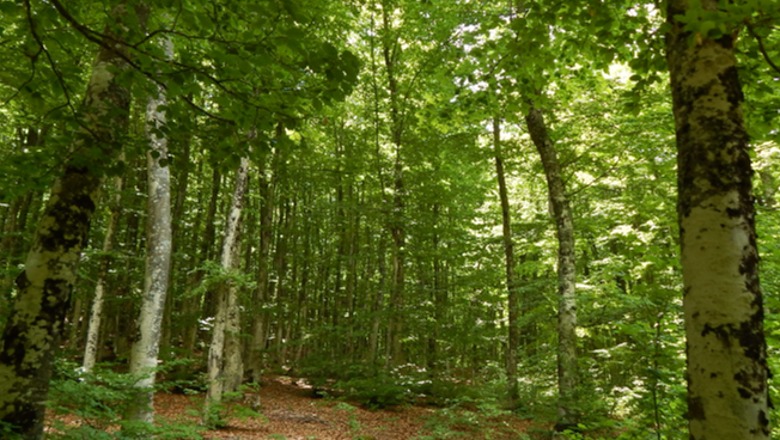 Shqipëri, pyjet, një pasuri kombëtare që vazhdon të keqmenaxhohet