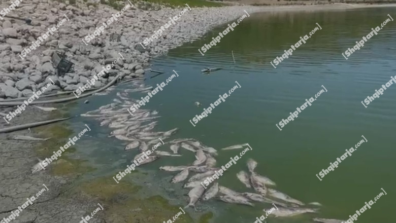 Ngordhje masive peshqish në liqenin e fshatit Bestrovë të Vlorës! Shikoni videon 