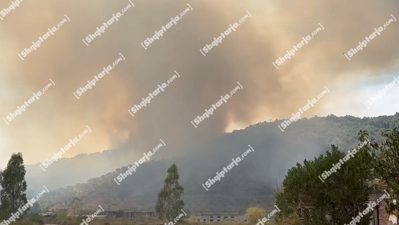  Zjarr në kodrat e fshatit Valas në Cërrik, shkrumbohen nga flakët sipërfaqe me ullinj (VIDEO)
