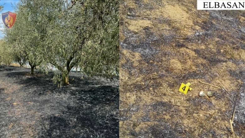 Elbasan/ Ndezi zjarr në tokën e tij, flakët u përhapën dhe dogjën sipërfaqe me ullinj e pemë frutore! Procedohet 78- vjeçari