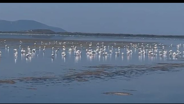  Spektakli i rrallë, flamingot “pushtojnë” lagunën e Nartës  (FOTO+VIDEO)