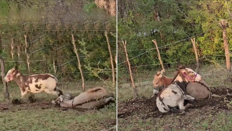 Video bëhet virale, shikoni si reagon gomari pasi ‘shoku’ i tij rrëzohet teksa vrapon