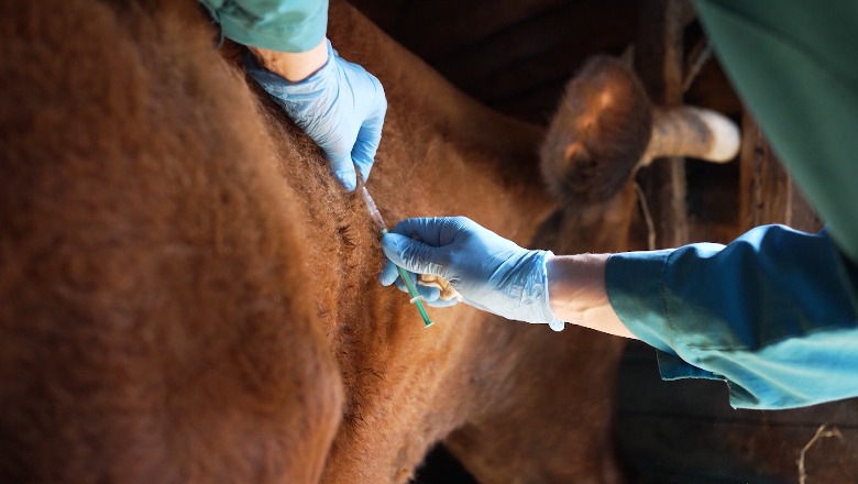 Gjirokastër, shfaqet sëmundja e antraksit, 3 të infektuar në Lazarat! Veterineri: Qytetarët të konsumojnë vetëm mishin me certifikatë shëndetësore veterinare