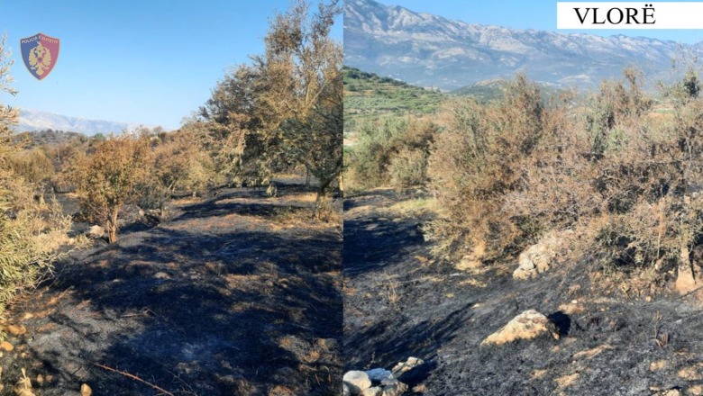 Vlorë/ Shkrumboi 50 ha tokë dhe 500 rrënjë ulliri të bashkëfshatarit, nën akuzë 69-vjeçari!