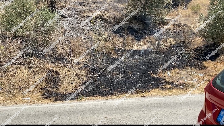 Zjarr në fshatin Çiflik në Fier, digjen sipërfaqe me ullishte