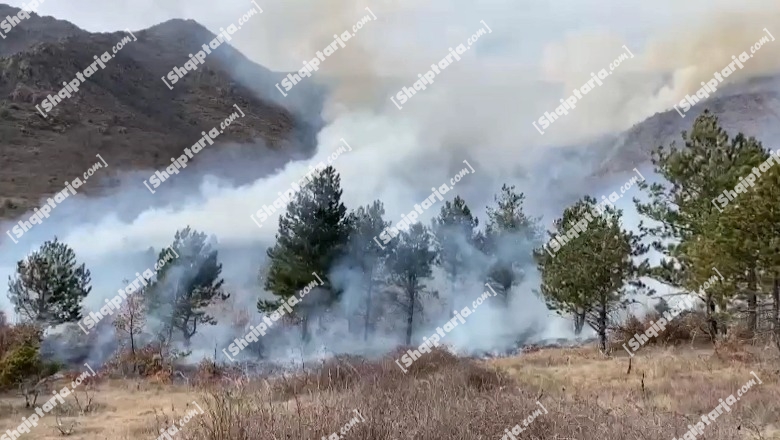 Berat/ Zjarr në fshatin Osmënzezë, dyshohet i qëlimshëm! Digjen sipërfaqe me shkurre, ullinj dhe bajame