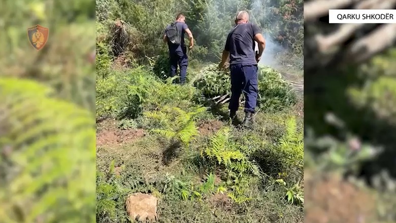 EMRI/ U arrestua për parcelën me 610 rrënjë kanabisi te “Uji i ftohtë” në Pogradec, 31-vjeçari zbulohet edhe si autor i të dytës me 128 rrënjë droge