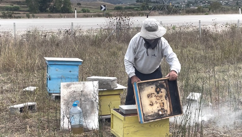 50 vite në shërbim të bletëve! 77 vjeçari nga Vlora rrëfen: Ka rënë prodhimtaria, por shpirti më gjen qetësi tek bletët