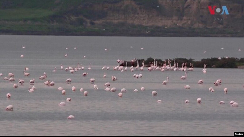 Shqipëri: Shtohen flamingot në Nartë, por e ardhmja e tyre e kërcënuar