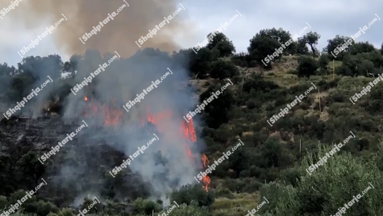 Vlorë/ Zjarr në një sipërfaqe me ullinj, dyshohet i qëllimshëm! Rrezikohet nga flakët një banesë (VIDEO)