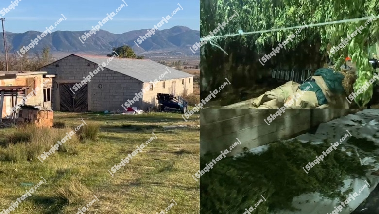 Korçë/ Zbulohet magazinë me drogë në fshatin Voskop! Sekuestrohen 60 kg kanabis gati për shitje! Foto të hashashit duke u tharë, i grirë dhe arka plot (VIDEO + FOTO) 