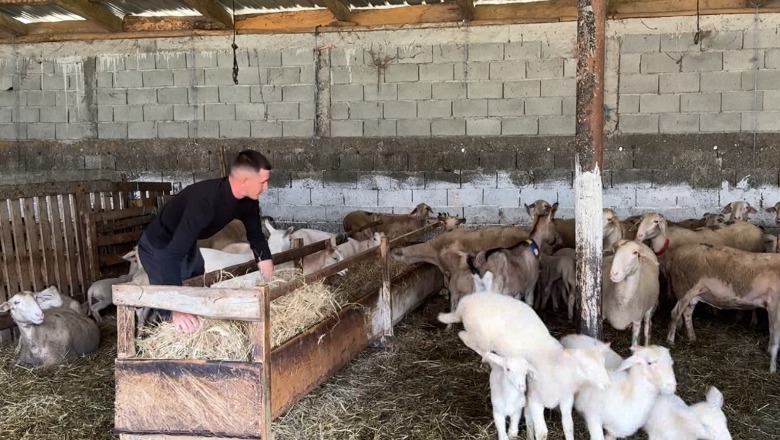 Zadrimori që thyen tabutë! S'e braktisi kurrë fshatin e ngriti fermë kur ishte vetëm 18 vjeç: Më thonin çoban, e kam pasion këtë punë (VIDEO)