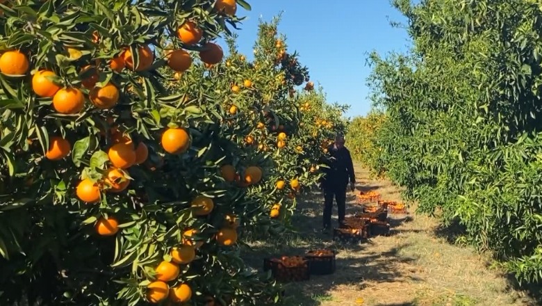 Si u bë mandarina e Hingës ‘e famshme’ në tregjet e Ballkanit! Fermerët e kthyer nga Greqia prodhojnë mbi 1300 ton në vit, por s’kanë punëtorë