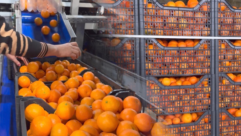 Kroacia kthen mbrapsht 3 ngarkesa me mandarina, me nivele të larta pesticidesh! Ministria e Bujqësisë: U Nisën nga Berati e Fieri, gjobit grumbulluesin