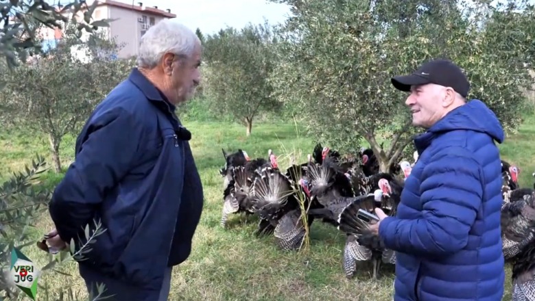 ‘Veri jug’ në Peqin, qyteti i gjelave të detit, fermeri që merret me rritjen e tyre: Si këta nuk gjen askund në Shqipëri