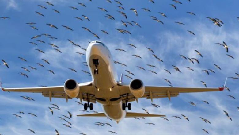 Bird Strike: Pse përplasjet me shpendët janë rrezik për avionët?