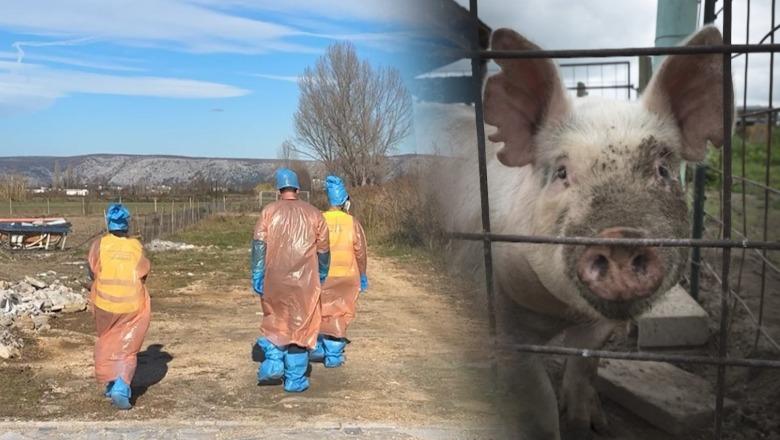 Murtaja afrikane, Veterinaria bllokon automjetet që transportojnë derra në tregun e Milotit dhe të Vaut të Dejës