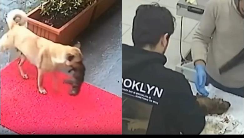 Prekëse, qeni endacak çon këlyshin e saj të sëmurë të klinika veterinare (VIDEO)