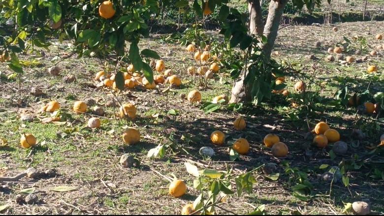 Pamje/ S'ka treg, kalben dhjetëra ton me limonë e portokalle! Fermerët e Divjakës: Do t'i presim pemët