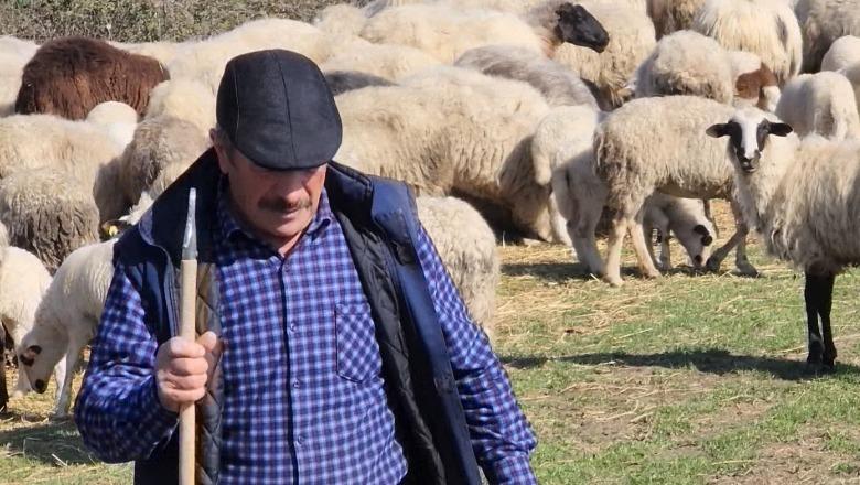 Nga Skrapari në Myzeqe, çobani që shtegton me dele rrëfen sfidat: Qumështi shitet me 100 lek për litër, nëse s’ndërhyn shteti, blegtoria mori fund