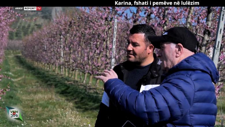 Veri-Jug/ Karina, fshati i pemëve në lulëzim! Fermeri: Frutat i eksportojmë drejt Kosovës