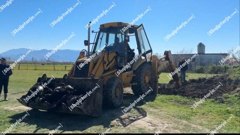 Lezhë/ Zjarri shkrumboi fermën me 319 kokë bagëti, dëmi ekonomik deri në 100 mln lekë! Pronari: Po na ndihmoi shteti mirë, ndryshe do e mbyllim! Shkak amortizimi e korrenti (VIDEO)