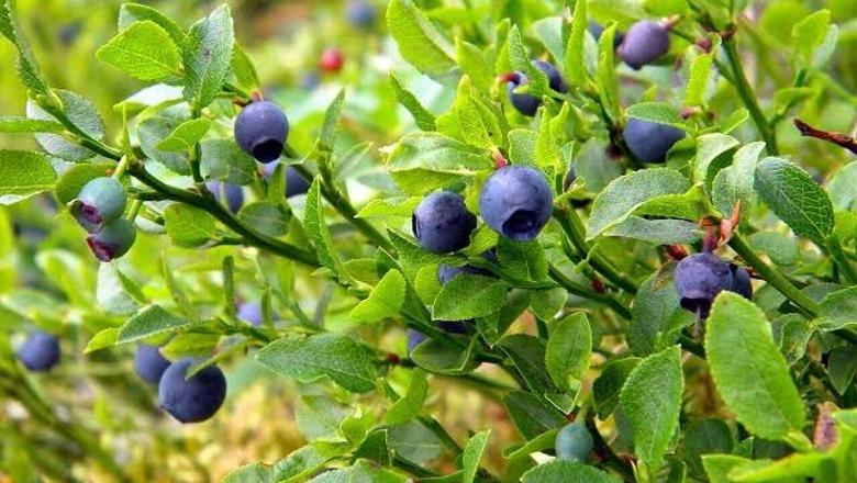 Boronicat, fruti i fuqishëm që përmirëson shëndetin mendor dhe fizik