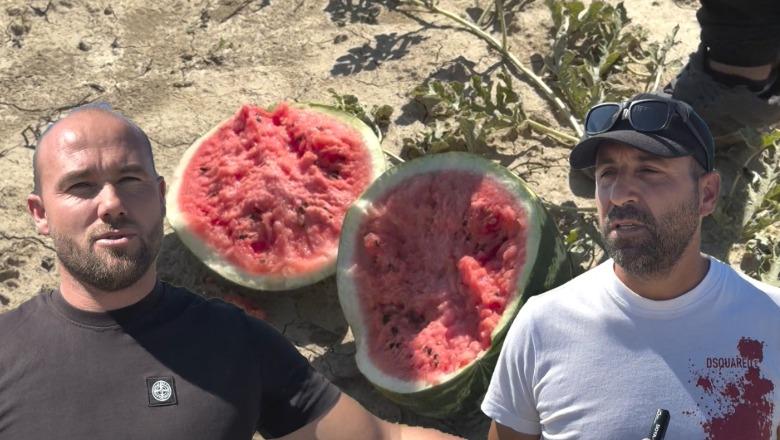 Investim i shkuar dëm, kalben 15 mijë kuintal bostan, fermerët e Beshishtit në Vlorë: S’ka treg! Humbje të mëdha