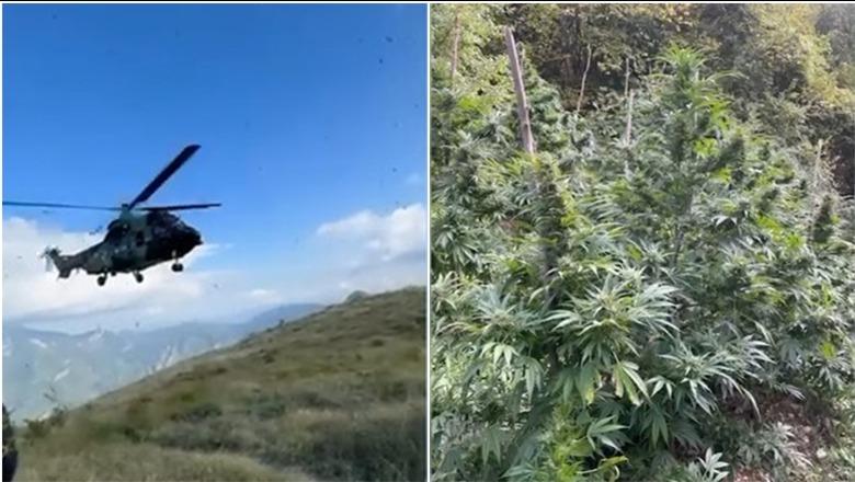 Zbulohen dhe asgjësohen 4291 bimë kanabisi në Shkodër, vihen nën hetim kryetarët e 5 fshatrave (VIDEO)
