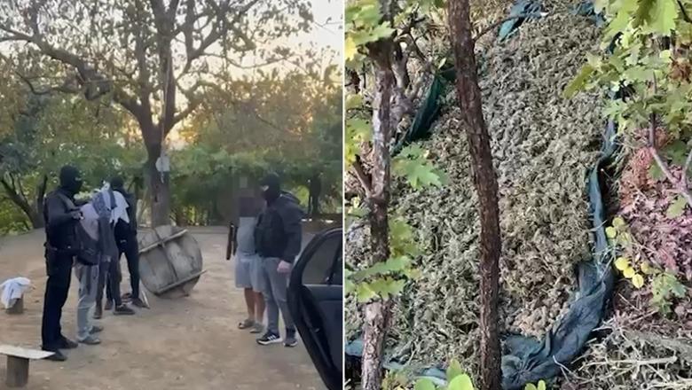 Operacioni ‘Processing’/ Sekuestrohen 40 kg kanabis pranë një banese në Mirditë, arrestohen tre persona, dy prej tyre vëllezër (EMRAT+VIDEO)
