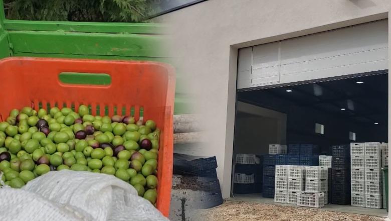 Bie prodhimi i ullirit në Bilçë të Beratit, fermerët: Viti i vështirë, plehrat kanë çmime të larta